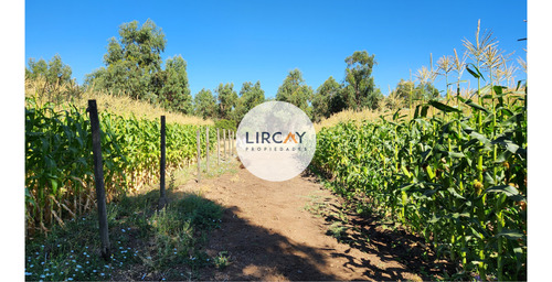 En Venta Terreno De 7 Hectáreas, Talca, Panguilemu.