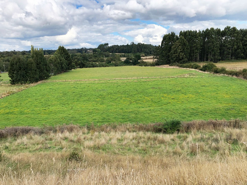Venta Terreno Orilla De Río Bueno / Los Chilcos / La Unión