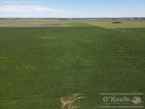 Imagen 3 de 11 de Campo En Venta - Chivilcoy 450 Has- 70% Agrícola Con Frente Sobre Ruta