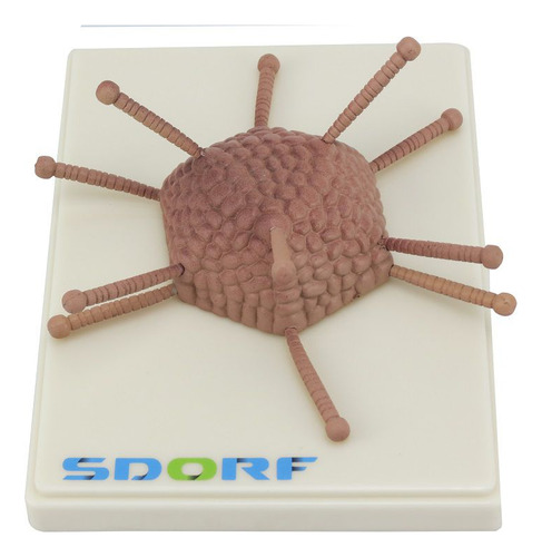 Modelo De Adenovirose