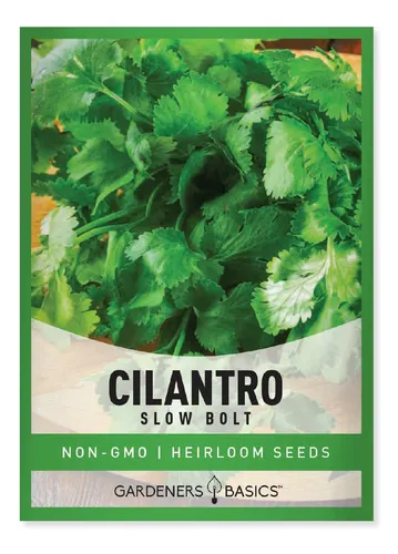 comprar Semillas De Cilantro Para Plantar Hierbas Sin Omg Semillas D