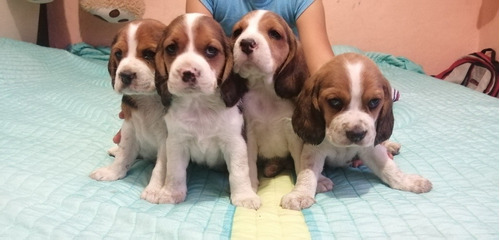 Hermosos Cachorros Beagle. (apartado) 