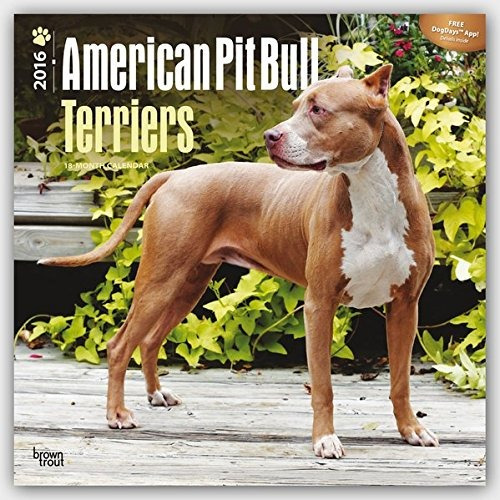 American Pit Bull Terriers  2016 Calendar 12 X 12in