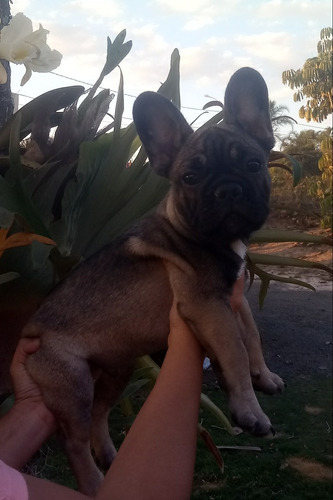 Imagem 1 de 3 de Buldogue Frances