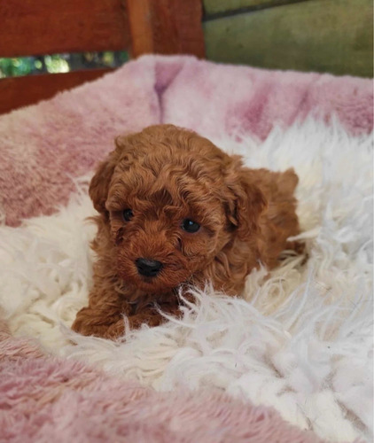 Machito Poodle Rojo