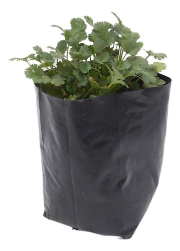 Cilantro Planta (pack De 30) - Cocina, Huertos Y Jardín