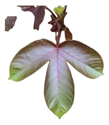 30 Sementes Pinhão-roxo Para Plantio