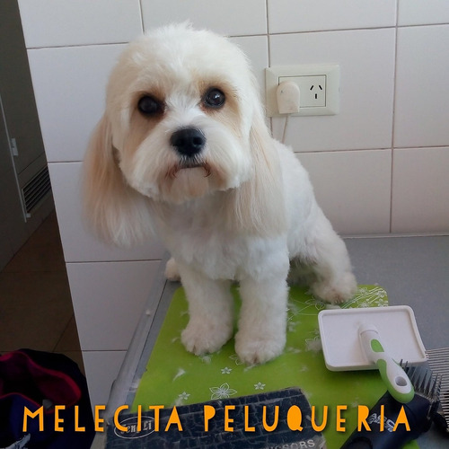 Peluqueria Canina A Domicilio Capital ( No Todo_ Consultar)