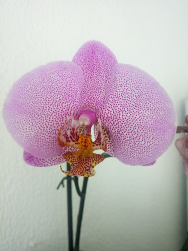 Semilla Orquídea (phalaenopsis Sp.)