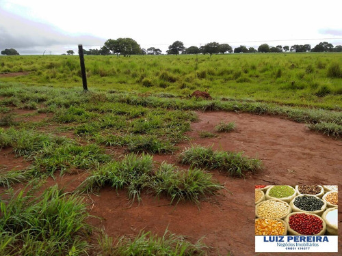 Imagem 11 de 15 de Fazenda À Venda Em Formoso Do Araguaia-to - 1.771 Hectares (dupla Aptidão) - 1618