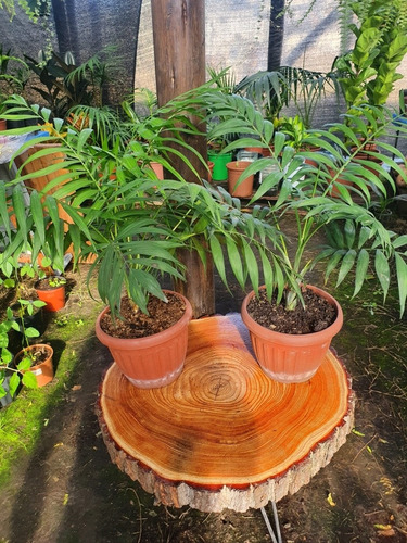 Palmera Interior Chamadorea !!