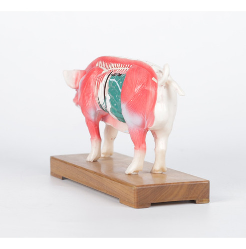 Modelo Chancho Acupuntura