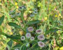 Comprar Pluchea Sagittalis - Planta Nativa Medicinal