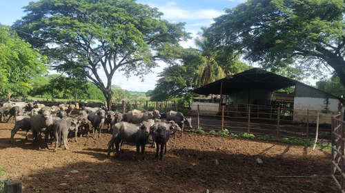 Imagen 11 de 12 de Finca Agropecuaria En Guanare, Portuguesa En Venta