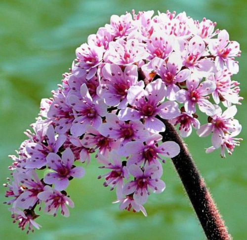 Semente Aquática Ornamental Comestíve Darmera Arbusto P/muda