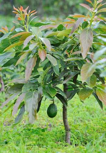 Árbol Aguacate Hass Mendez Enano Organico