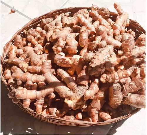 Açafrão Raiz Cúrcuma Açafrão Da Terra 30 Rizomas Frescos