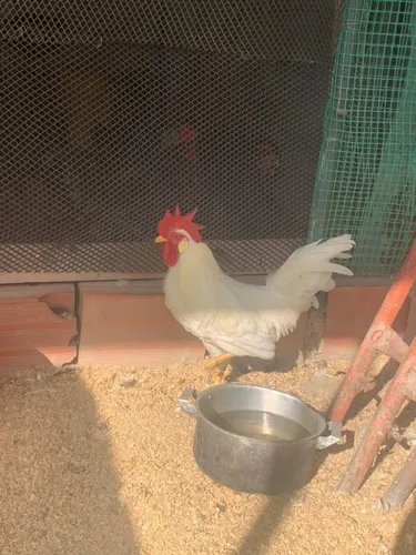 Gallo Lehgorn Americano (Usado)