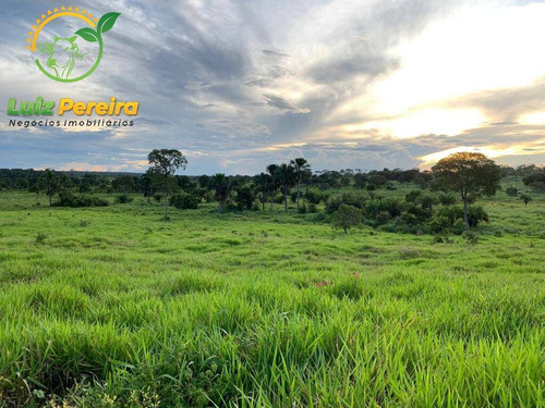 Imagem 4 de 15 de Fazenda À Venda Em Monte Santo - To - 576 Hectares (pecuária) - 2043