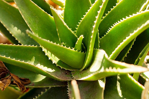 Imagen 1 de 1 de Plantas Y Plantines - Aloe Vera Medicinal Rojusil Envios