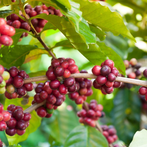 Imagen 2 de 3 de Café Los Frailes Lavado Molido 500 Gr