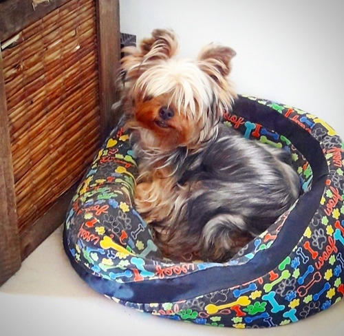 Imagen 6 de 8 de Hermosos Yorky ( Yorkshire ) Mini Para Reservar (leer Mas)