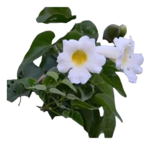 Amphilophium Carolinae Enredadera Nativa (peine De Mono)