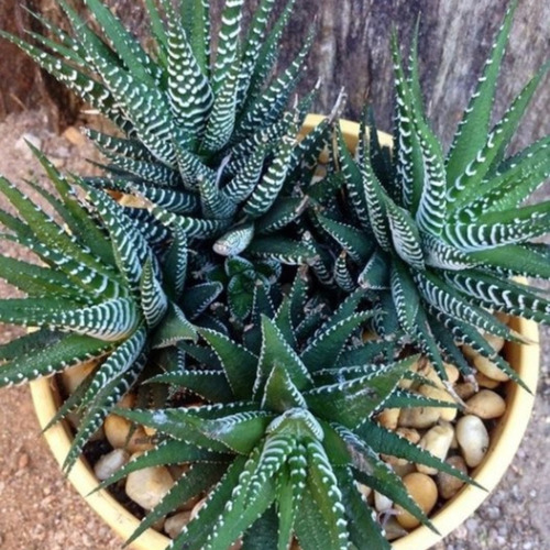 Haworthia Fasciata -fácil Mantenimiento Y Apariencia Exótica