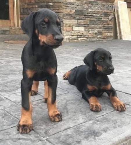 Cachorros Doberman Con Registro Perros Puppy Pet Can