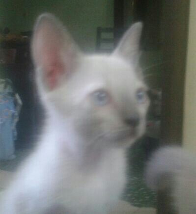 Gatitos Siameses De 47 Dias. Blue Point