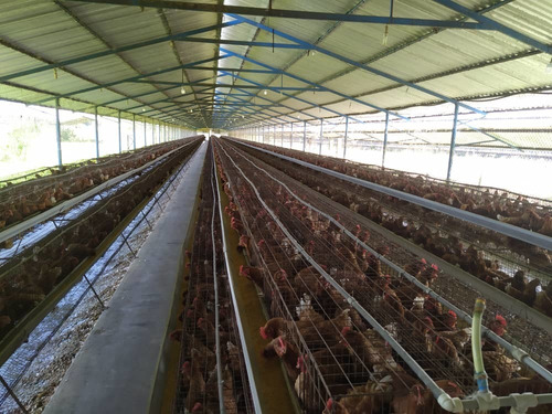 Imagen 18 de 20 de Granja De Gallinas Ponedoras Valencia Edo Carabobo
