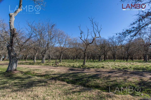 Venta-lote-chacra-carmen De Areco-la Alameda