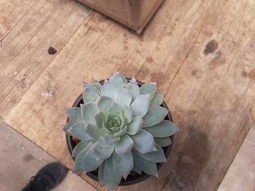 Echeveria Peacockii O Desmetiana Suculenta Mercado Envíos