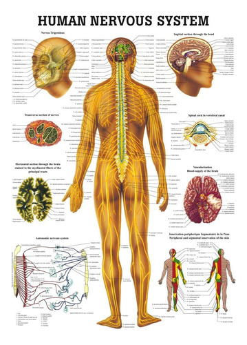 Anatomical Worldwide Ch05 Sistema Nervioso Humano Laminado