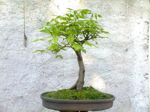 40 Sementes De Arce Americano Acer Negundo Árvore Bonsai