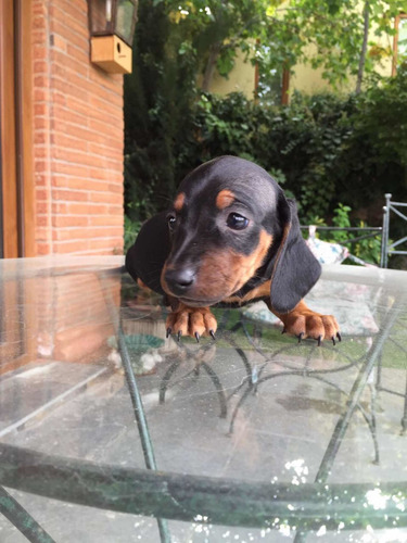 Hermosos Cachorros Salchichas Mini