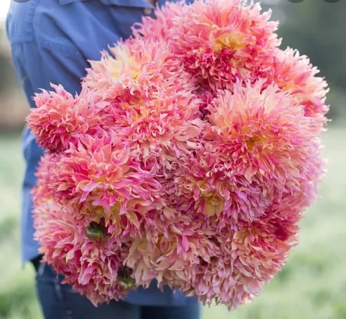 Bulbos Dahlias Gigantes Exótica Myrtle's Folly X 1