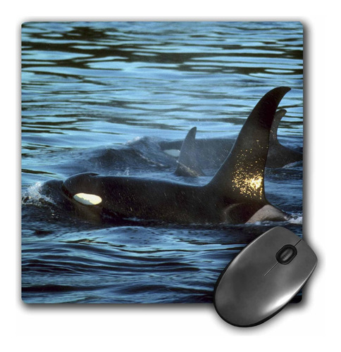 Mouse Pad 3drose Llc, 8 X 8 X 0,25 Pulgadas, Kill