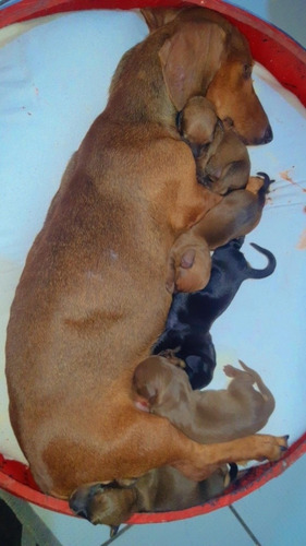 Imagem 2 de 2 de Cachorrinhos Salsichas Puros
