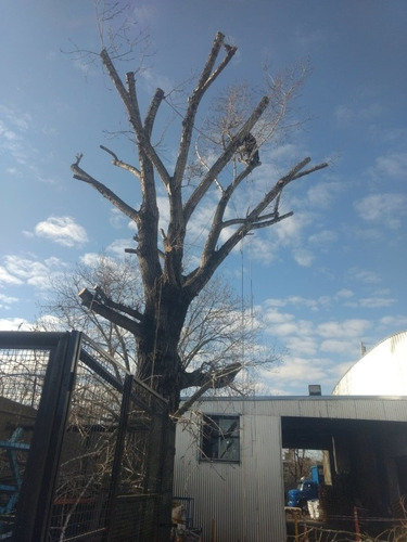 Imagen 4 de 5 de Poda De Arboles, Poda En Altura. Extracciones De Arboles.