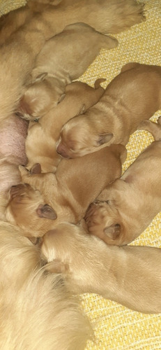 Imagen 3 de 9 de Cachorros Golden Retriever 10