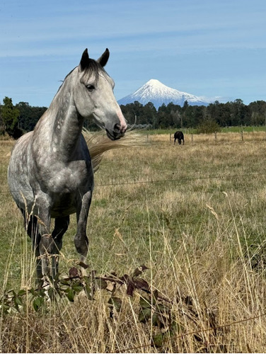 Proyecto Fundo Rupanco A Minutos Del Lago Rupanco Y Osorno