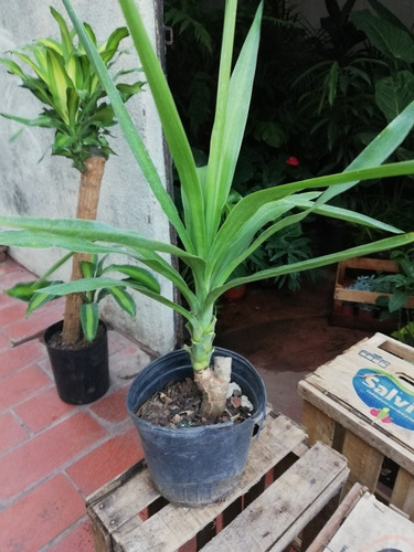 Planta Palo Tropical Yuca