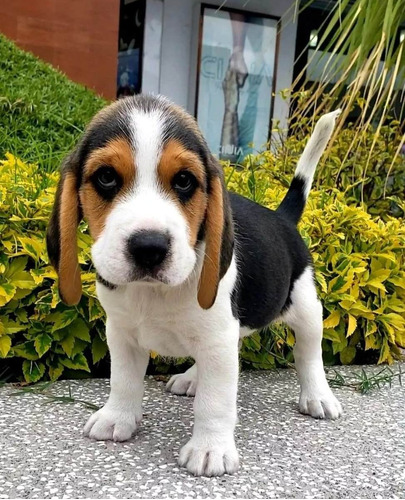 Beagle Cachorros Hermosos