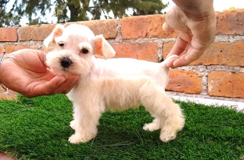 Cachorros Schnauzer Mini