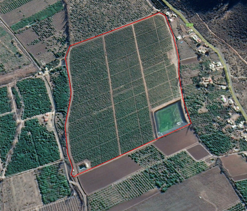 Campo De Paltos En Producción. Riego Y Tranque