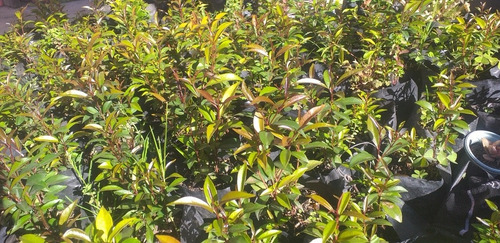 Semillas De Eugenia X 4 Kilos Para Jardineras Y Cercas Vivas
