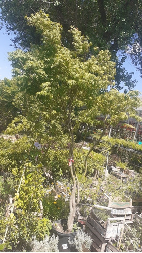 Arbol Acer Palmatum, Arce Japonés 2mts 30lts