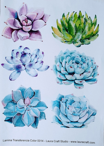 Transferencia Color Set Suculentas Y Cactus Laura Craft