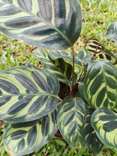 Planta Calathea Macoyana Envío Gratis